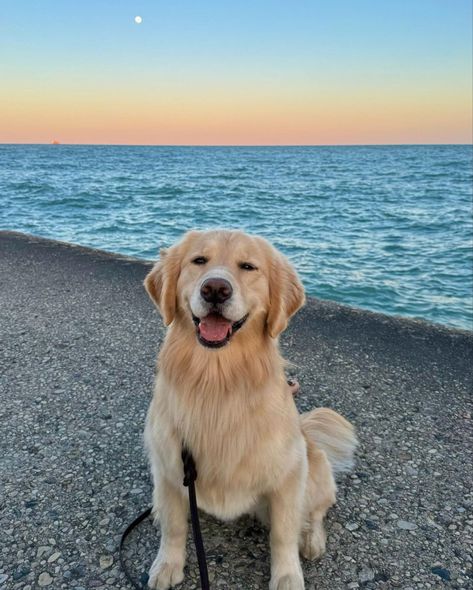 Anjing Golden Retriever, Female Golden Retriever Puppy, Golden Retriever On Beach, Golden Retriever Wallpaper, Perros Golden Retriever, Golden Retriever Baby, Every Dog Breed, Dog Swimming, Cute Small Animals