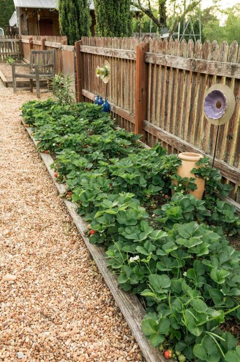 When To Plant Strawberries, Planting Layout, Strawberry Beds, Berry Garden, Strawberry Garden, Berry Bushes, Plants Growing, Backyard Vegetable Gardens, Growing Strawberries