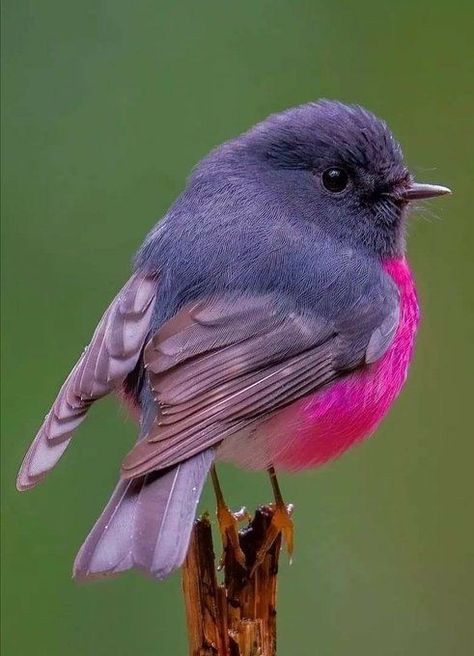 Pink Robin, Instagram Posting, Most Beautiful Birds, Australian Birds, Bird Pictures, Exotic Birds, Pretty Birds, Bird Photo, Colorful Birds