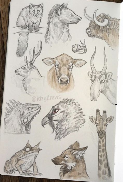 Sketch Study, Animal Sketch, Animal Anatomy, Animal Drawing, Cute Doodles Drawings, Arte Sketchbook, Forest Animal, Animal Sketches, Sketchbook Ideas