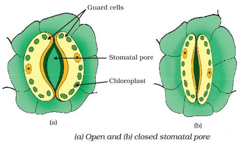 Stomata Diagram Class 10 Stomata Diagram Class 10, Stomata Diagram, Neuron Diagram, Digestive System Diagram, Human Respiratory System, Cell Diagram, Science Diagrams, Class 10 Science, Cbse Class 10