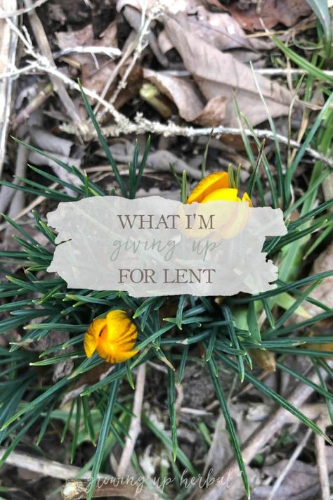 What I’m Giving Up For Lent What To Give Up For Lent, Month Signs, Mini Magazine, Creating Goals, Daniel Fast, Welcome Letters, Spring Is Coming, Heart And Mind, Giving Up