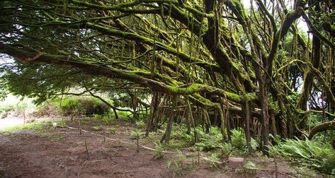 Ascension Island | Fact# 71 | FactRepublic.com Volcanic Wasteland, Ascension Island, Leonard Nimoy, Charles Darwin, Ecosystem, First World, Trees To Plant, All Over The World, Country Roads