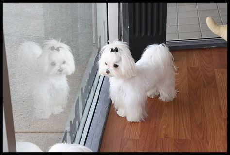 Maltese Dogs Haircuts, Maltese Haircut, New Cuts, Puppy Cut, Dog Haircuts, Maltese Puppy, Maltese Dogs, Dog Rules, Bad Dog