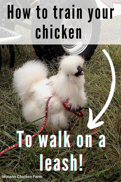 Fluffy, white chicken walking on a red harness & leash Diy Chicken Leg Tags, Chicken Harness Pattern, Chicken Leash, Chicken Harness, Chicken Backyard, Funny Pet Costumes, Chicken Coop Ideas, Farm Tips, Training Chickens