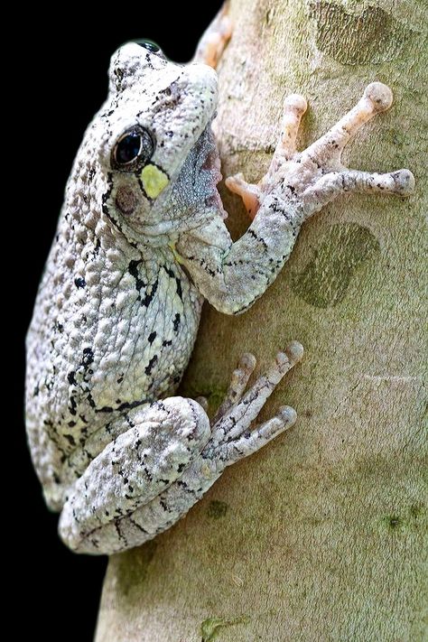 Gray Tree Frog, Frosch Illustration, Amazing Frog, Frog Life, Gray Tree, Cute Reptiles, Tortoise Turtle, Dart Frog, Funny Frogs