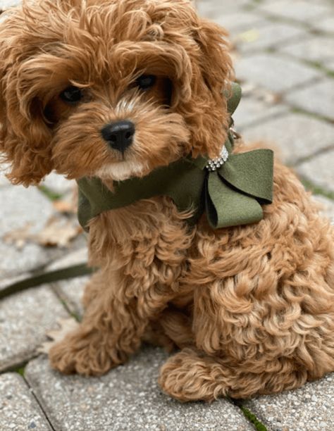 Cavachon Dog, Cavapoo Puppy, Cavapoo Puppies For Sale, Cavachon Puppies, Puppy Valentines, Puppy 101, Puppy Friends, What Kind Of Dog, Cockapoo Puppies