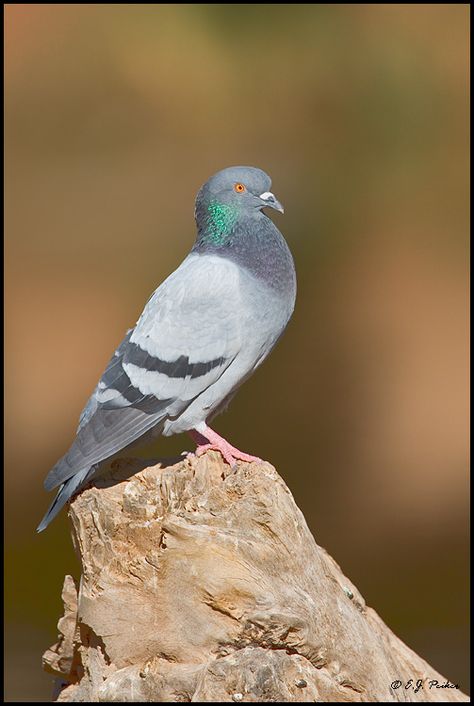 rock pigeon Rock Pigeon, Black Bars, Pigeon Breeds, Kinds Of Birds, Dark Blue Grey, Bird Wallpaper, Black Bar, The Wings, Bird Feathers