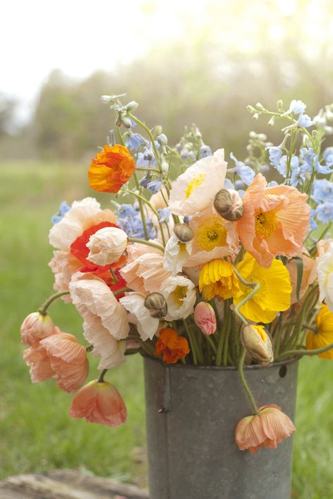 Color Fields Seasonal Organic Icelandic Poppies Weddings Prettiest Flowers To Plant, Summer Wedding Design, Tulips And Poppies, Iceland Poppy Bouquet, Icelandic Poppies Wedding, Poppies In Garden, Poppy Garden Ideas, Icelandic Poppies Bouquet, Poppy Arrangements