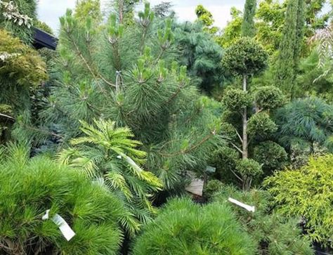 Shade Conifers, Conifers For Shade, Shade Evergreen, Evergreens For Shade, Pacific Northwest Garden, Northwest Garden, Conifers Garden, Front Flower Beds, Signal Hill