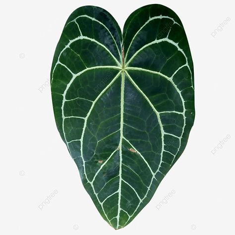 Taro Leaves, Taro Plant, Leaves Png, Leaf Clipart, Remove Background From Image, Colorful Leaves, Png Transparent, Clipart Images, Png Clipart