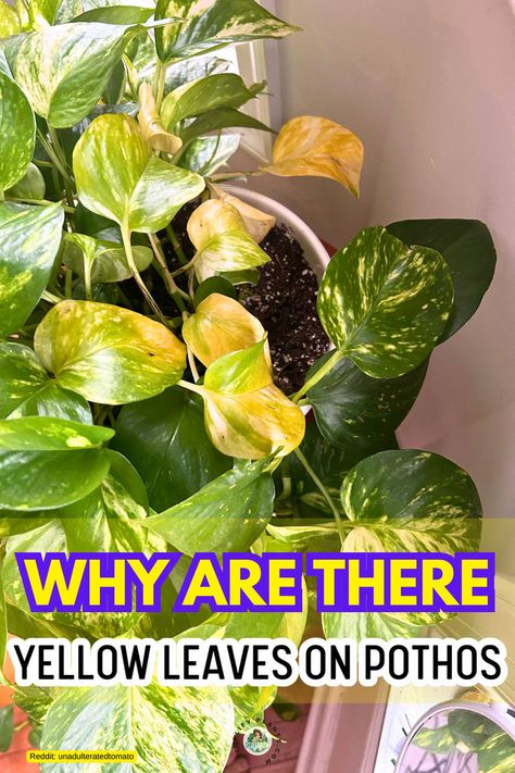 "Discover the reasons behind your Pothos leaves turning yellow and learn how to revive your plant! Explore common causes like overwatering, underwatering, and nutrient deficiencies. Find tips on Golden Pothos care to keep those vibrant green leaves healthy. If you're asking, ""Why is my Pothos turning yellow?"" or ""Why are my plants turning yellow?"" this guide is for you. Say goodbye to yellow leaves on Pothos and ensure your plants thrive!" Pothos Leaves Turning Yellow, Golden Pothos Care, Pothos Care, Golden Pothos, Plant Care Houseplant, Nutrient Deficiency, Pothos Plant, Plant Health, Perfect Plants