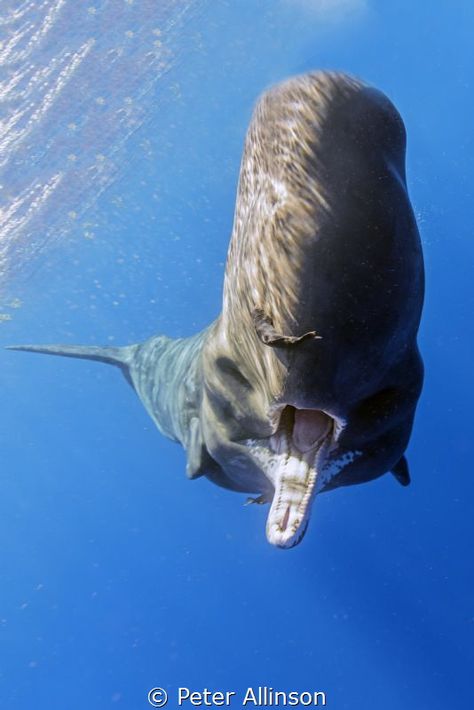 Weekly Underwater Hot Shot - Week 9 by Peter Allinson - UnderwaterPhotography.com Blog Creature Marine, Interesting Photography, Sea Mammal, Sperm Whale, Beautiful Sea Creatures, Water Animals, Underwater Creatures, Underwater Life, Marine Mammals