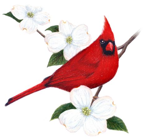 virginia bird | Virginia State Bird and Flower: Cardinal / Cardinalis cardinalis ... Virginia State Flower Tattoo, Spring Rock Painting, Cardinal Tattoo Ideas, Small Cardinal Tattoo, Virginia Tattoo, Cardinal Pictures, Cardinal Birds Art, Long Leaf Pine, Bird House Plans Free