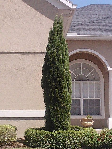 Cypress Italian Cupressus sempervirens 'Stricta' Gallon pot Creeping Fig, Cupressus Sempervirens, Fruit Bearing Trees, Privacy Wall, Planting Shrubs, Plant Information, Sandy Soil, Starter Plants, Evergreen Trees