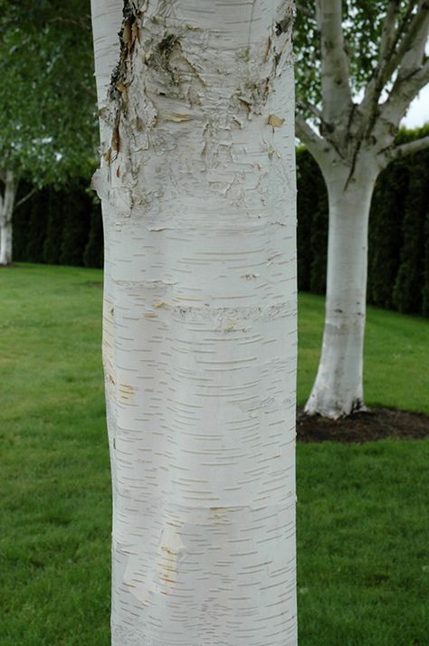 Jacquemontii Birch - White Bark Birch Trees With White Bark, Red Sunset Maple, Birch Trees Garden, Betula Utilis, Sammamish Washington, Mountain Nursery, Front Yard Garden Design, Full Size Photo, Red Sunset