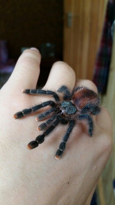 Pinktoe Tarantula, Tarantula Enclosure, Pet Tarantula, Spiders And Snakes, Spider Species, Wolf Spider, Pet Spider, Pink Toes, Creepy Crawlies