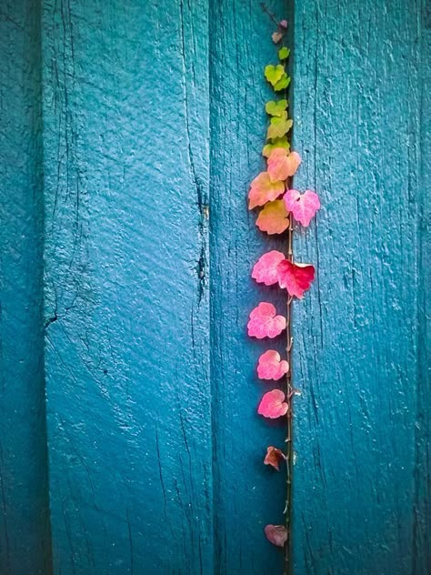 (Photography by John P Fisk) Jolie Photo, Color Textures, Ikebana, On The Side, Color Inspiration, Colorful Flowers, Beautiful Photo, Shades Of Blue, Rainbow Colors