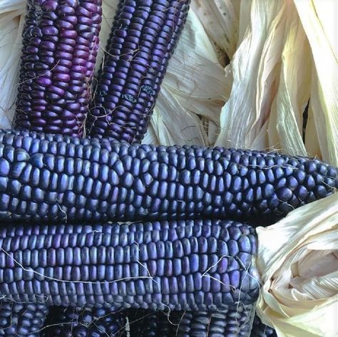 Amazon.com : Blue Hopi Corn Seeds - 100 Count Seed Pack - A Royal Blue Colored Heirloom Flint Corn That can be Eaten as Sweet Corn When Picked Young - Country Creek LLC : Patio, Lawn & Garden Corn Bred, Flint Corn, Corn Vegetable, Field Corn, Blue Corn Tortillas, Southern Idaho, Corn Nut, Corn Seed, Indian Corn