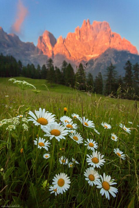 Wildflower Alpenglow by Dave-Derbis on DeviantArt Mountain Reference, Garden Corner Ideas, Environment Photography, Collage Landscape, Corner Ideas, Garden Corner, Colorado Fall, Valley Of Flowers, Dolomites Italy