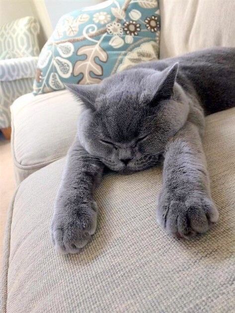 Chartreux Cat, British Shorthair Cats, Image Chat, Gray Cat, Söt Katt, Cat Sleeping, British Shorthair, Cute Cats And Kittens, Blue Cats