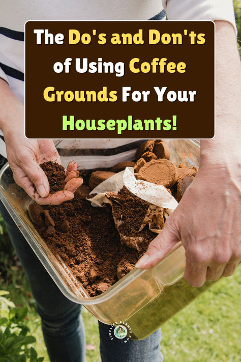 Discover the essential Do's and Don'ts of using coffee grounds for your houseplants. Learn how to enhance your garden with plants that like coffee grounds and create homemade fertilizer for plants. 
Explore effective ways to use coffee grounds in the garden, ensuring your 
houseplants thrive. Uncover the best practices for used coffee grounds, and 
find out which plants benefit the most from this natural resource. Elevate 
your gardening game with these expert tips on coffee for plants! Used Coffee Grounds Uses Garden, Use For Coffee Grounds, Coffee Grounds For House Plants, How To Use Coffee Grounds In Plants, Coffee Grounds For Plants Indoor, How To Use Coffee Grounds In The Garden, Plants That Like Coffee Grounds, Coffee For Plants Houseplant, Plants That Love Coffee Grounds