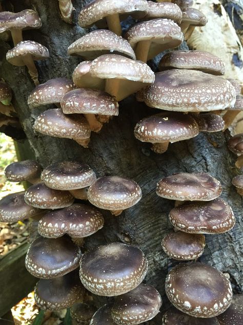 Mushroom Plugs, Growing Mushrooms Indoors, Growing Shiitake Mushrooms, Growing Mushrooms At Home, Mushroom Spores, Mushroom Kits, Mushroom Grow Kit, Mushroom Growing, Mushroom Pictures