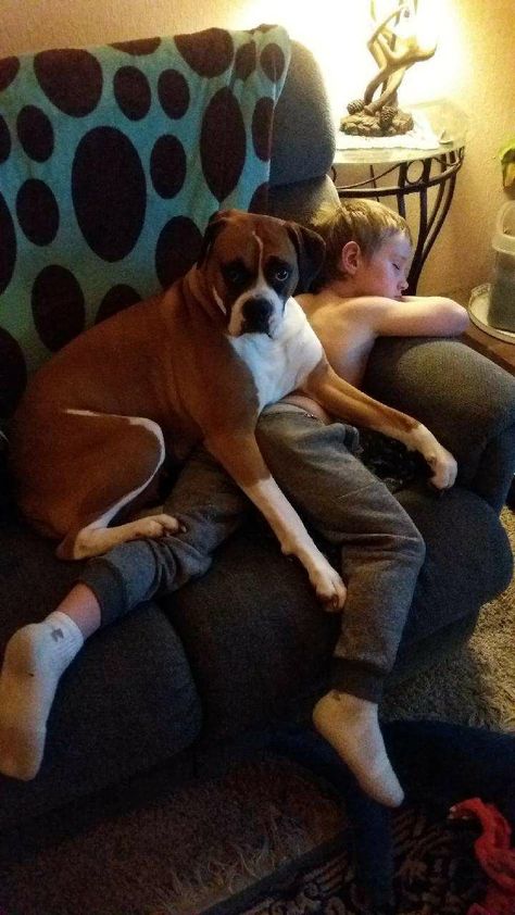 Fifi guarding her baby Boxer Dogs Facts, Boxer Dog Puppy, Boxer Rebellion, Boxer Mom, Boxer And Baby, Boxer Love, Good Dog, Funny Dog Memes, Dog Care Tips