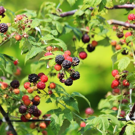 Rasberry Bushes, Raspberry Tree, Raspberry Bushes, Black Raspberries, Raspberry Bush, Raspberry Plants, Orchard Garden, Backyard Entertaining, Small White Flowers