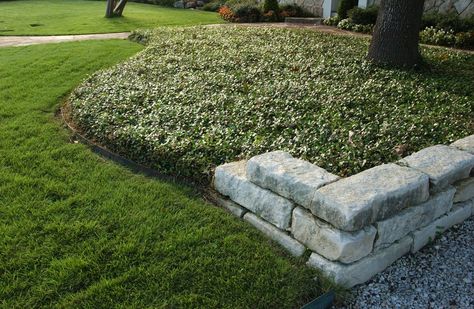 Jasmine Ground Cover, Ground Cover Ideas, Asiatic Jasmine, Replace Lawn, Evergreen Groundcover, Front Lawn Landscaping, Walkway Landscaping, Yard Landscape, Perfect Backyard