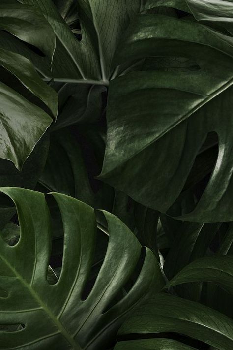 Iphone Wallpaper Tropical, Tropical Leaf Wallpaper, Leaves Wallpaper Iphone, Green Nature Wallpaper, Wallpaper Tropical, Lock Screen Backgrounds, Wallpaper Iphone Summer, Nature Background, Plant Wallpaper