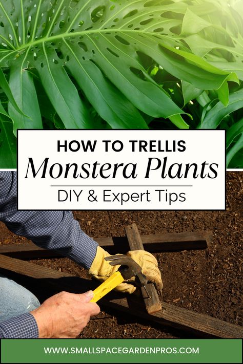 Elevate your indoor gardening game with our comprehensive guide on trellising Monstera plants for enhanced growth & aesthetic appeal! Uncover expert techniques & proven strategies to nurture your Monstera into a stunning botanical masterpiece. From maximizing sunlight exposure to selecting the perfect trellis design, we've got you covered every step of the way. Watch your Monstera flourish with beauty and vitality! #Monstera #TrellisTips #IndoorGardening #PlantCare #GreenThumb #PlantParenting Trellis For Monstera Deliciosa, Diy Monstera Trellis, Monstera Support Ideas, Monstera Trellis Ideas, Monstera Trellis, Growth Aesthetic, Monstera Plant Care, Monstera Plants, Climbing Trellis