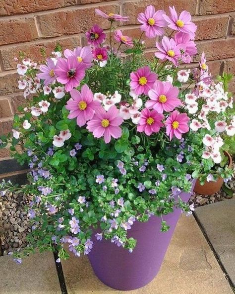 East Side Of House Landscaping, English Cottage Container Garden, Cosmos In Containers, Small Potted Flowers, Cosmos In Pots, Cosmos Container, Potted Cosmos, Flowers For Small Pots, Pots In Garden Beds