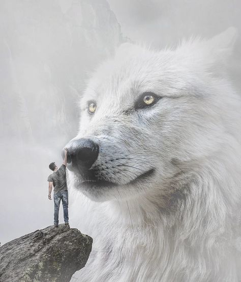 Giant Wolf, Cut Recipe, Giant Animals, Fantasy Wolf, Sunset Images, Wolf Spirit Animal, Wolf Wallpaper, Wolf Love, Wolf Pictures