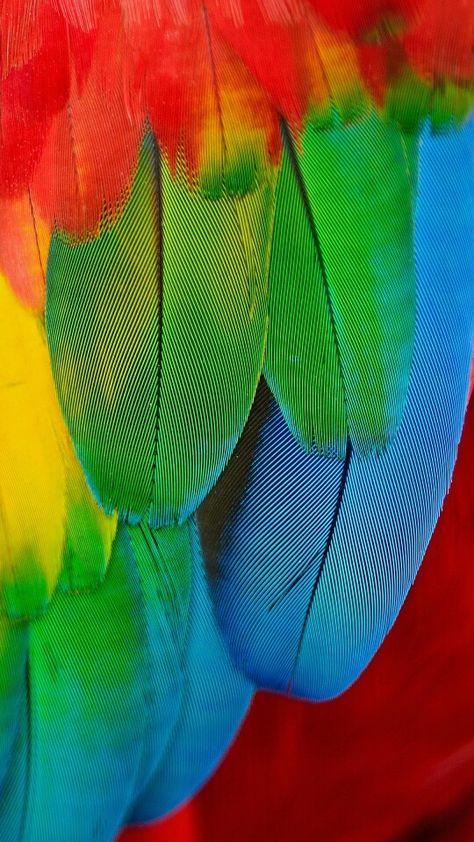 Macaw Wallpaper, Venezuela Wallpaper, Macaw Feathers, Parrot Wallpaper, Conure Parrots, Parrot Feather, Pencil Drawings Of Flowers, Macaw Parrot, Mood Images