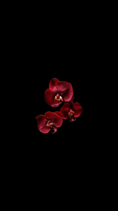 Black And Dark Red Wallpaper, Flowers With Dark Background, Single Flower Wallpaper, Flower Wallpaper Trend, Flowers With Black Background, Flower Screensaver, Flower Lockscreen, Red Flower Wallpaper, Black Flowers Wallpaper