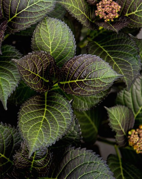 Tuxedo Hydrangea's dark burgundy/green foliage is a real show-stopper! Dark Hydrangea Bouquet, Dark Green Hydrangea, Dark Green Foliage, Dark Red Hydrangea, Hydrangea Leaf, Cabin Landscaping, Dark Pink Hydrangea, Hydrangea Plant, Black Plants