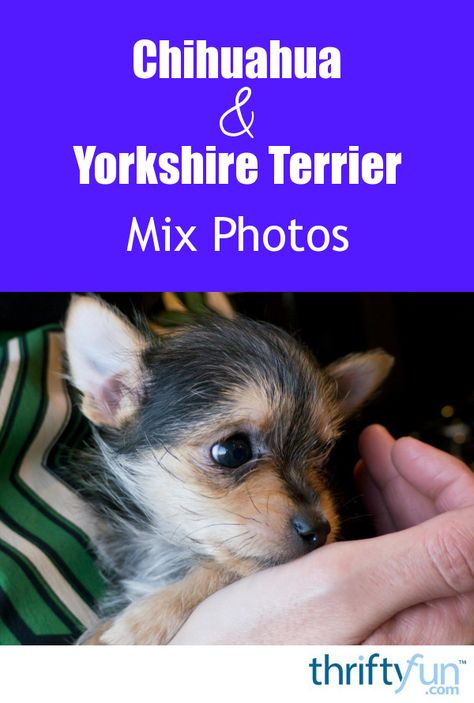 This page contains Chihuahua Yorkshire Terrier mix photos. These two small breeds when cross bred can result in cute little dogs exhibiting characteristics of both breeds. Terrier Dogs Breeds, Yorkie Chihuahua Mix Puppies, Chihuahua Terrier Mix Dogs, Chihuahua Mixed Breeds, Yorkie Chihuahua Mix, Healthiest Dog Breeds, Yorkie Terrier Mix, Chihuahua Mix Puppies, Chihuahua Rat Terrier Mix Dogs