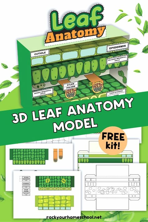 Examples of leaf anatomy worksheet set with diorama. Leaf Anatomy, Photosynthesis Lab, Biology Experiments, Biology Activity, Biology Lab, Life Science Activities, Media Pembelajaran, Biology Projects, Interactive Notes