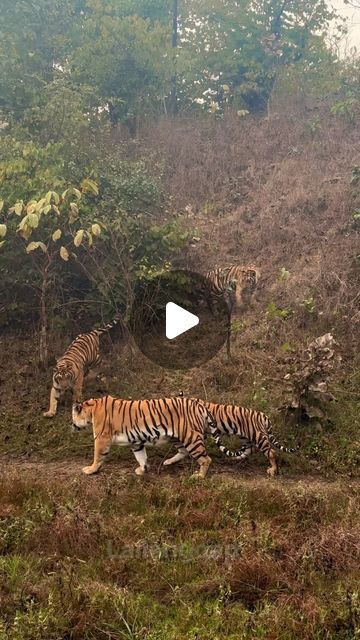 Lallan Goap Pench🇮🇳 on Instagram: "Family.." Tiger Video, Jim Corbett, Wild Tiger, Jungle Cat, Photography Challenge, Nature View, Jungle Safari, February 19, Wildlife Nature