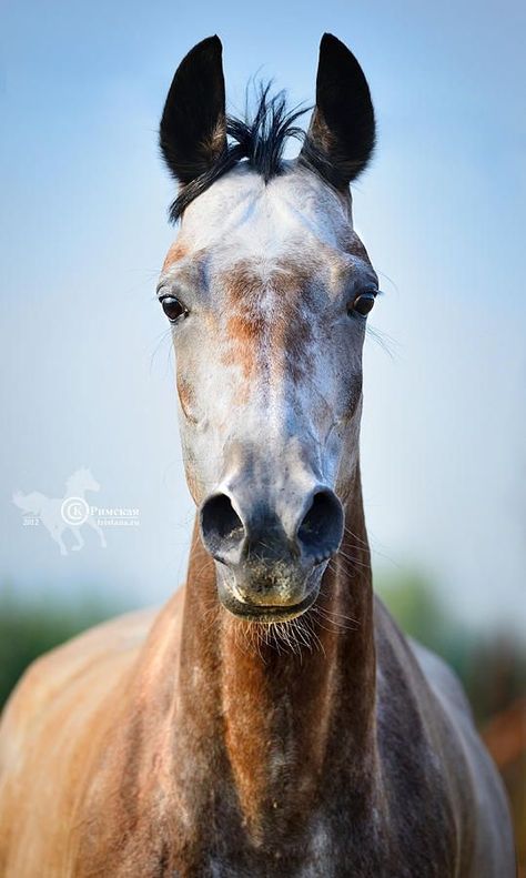 Hyperrealism Paintings, Rare Horses, American Paint Horse, Horse Heads, Equine Portraits, Hanoverian, Horse Illustration, Precious Animals, Horse Aesthetic