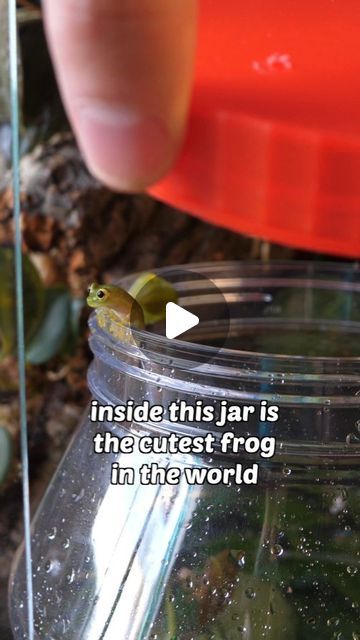 Ben Newell on Instagram: "Cloud 1, 2 & 3 got a viv upgrade!

Just to be clear, I place them in the jar to make transporting them into their new home easier. While they slept I placed the leaves they were sleeping on into the jar, then I opened the jar in their new home. 

It's best to not touch these frogs if you can help it.

Thank you to Brynn (@lofi_frogger) for all of your help.

#glassfrog #frog #froggy #vivarium" Diy Frog Enclosure, Diy Frog Terrarium, Bioactive Vivarium Frog, Pet Frog Habitat Terrariums, Dart Frog Terrarium, Frog Vivarium, Vivarium Ideas, Bioactive Vivarium, Frog Habitat