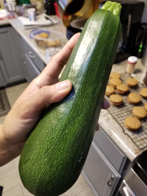 I don't know if this is big for a zucchini but it's the biggest thing I've harvested this year! Zucchini Pasta Recipes, Zucchini Recipes Baked, Zucchini Recipes Healthy, Zucchini Banana Bread, Bake Zucchini, Healthy Zucchini, Zucchini Chips, Zucchini Muffins, Zucchini Bread Recipes