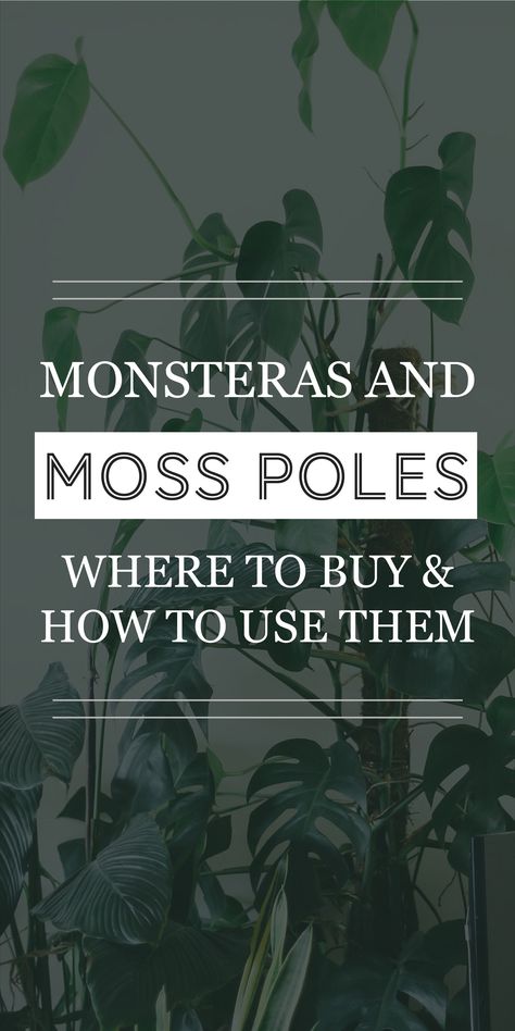 While they aren't essential, moss poles are regularly used to support Monsteras and other climbing plants. Providing your Monstera with a moss pole helps to keep it growing upright, promotes larger leaf development, and can provide some nutrients and moisture to the plant through their aerial roots. Monstera Pole, How To Train Monstera To Climb, Monstera Staking, Moss Pole Monstera, Monstera Deliciosa Moss Pole, Indoor Climbing Plants, Overgrown Monstera Plant, Cheese Plant, Monstera Plant