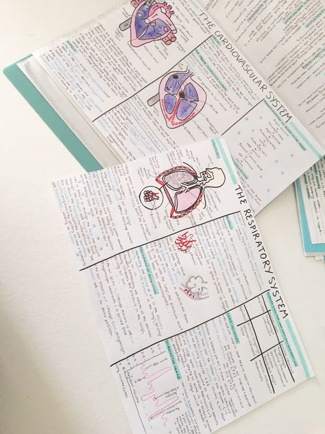 Study • Biology • Sport • A level • Note taking • The heart • The respiratory system Pe Revision Notes, Respiratory System Notes, Gcse Study, A Level Biology Revision, Gcse Pe, Med Notes, Biology Revision, The Respiratory System, A Level Biology