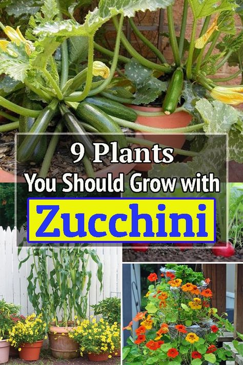 Planting Zucchini In Raised Beds, Zucchini Companion Planting, Zucchini Companion Plants, Planting Veggies, Raised Veggie Gardens, Growing Zucchini, Best Zucchini, Growing Vegetables In Pots, Gardening Indoors