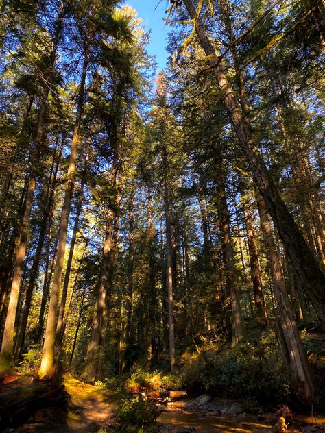 #travel #canada #bc #nature #hike #trees #green #canada #westcoast #forest Bc Forest Canada, Sun Through Trees, Bc Forest, Canada Aesthetic, Sunny Forest, Canadian Forest, Cedar Forest, Nature Hike, Saskatchewan Canada