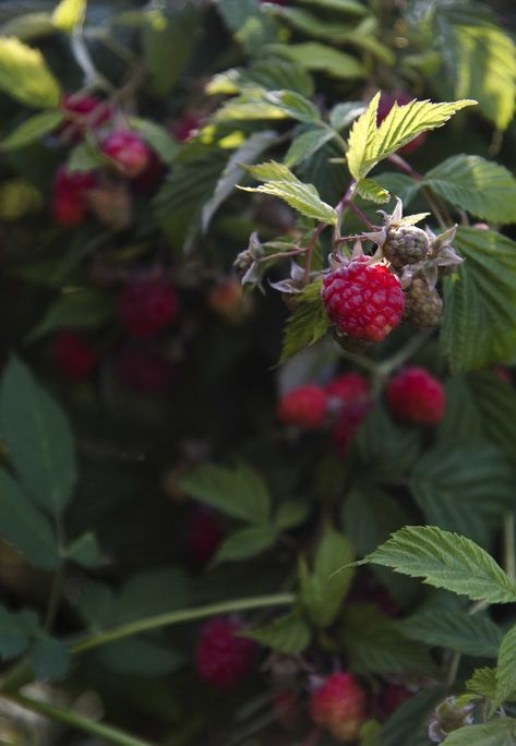 Raspberry in the garden In The Garden, Pomegranate, The Garden, Raspberry, Ukraine, Fruit, Plants, Anime, Art