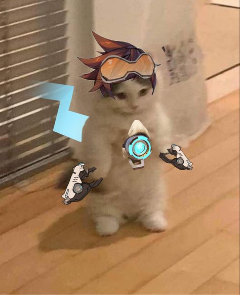 Standing Cat Pfp Overwatch, Tracer Icon Pfp, Overwatch Profile Pictures, Overwatch Cat Icon, Cat Overwatch, Overwatch Matching Icons, Tracer Ow, Overwatch Cats, Icons Cats