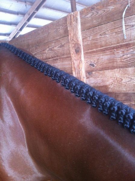 Hunter Braids, Braiding Tips, Horse Mane Braids, Hunter Under Saddle, Photo Horse, Horse Hair Braiding, Royal Hair, Horse Polo, Horse Braiding